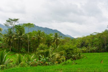 Endonezya 'nın çeltik tarlasında bulunan grup pirinç bitkisine (Oryza sativa) yakından bakın. Kimse yok.