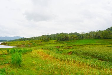 Endonezya 'nın çeltik tarlasında bulunan grup pirinç bitkisine (Oryza sativa) yakından bakın. Kimse yok.