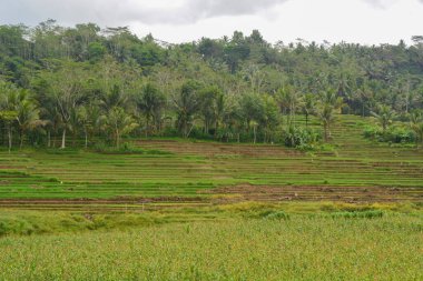 Bir tarlada çiçek, dal ve yapraklardan oluşan mısır ağacı..