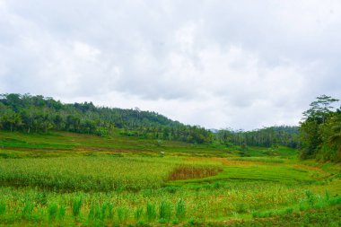 Endonezya 'nın çeltik tarlasında bulunan grup pirinç bitkisine (Oryza sativa) yakından bakın. Kimse yok.