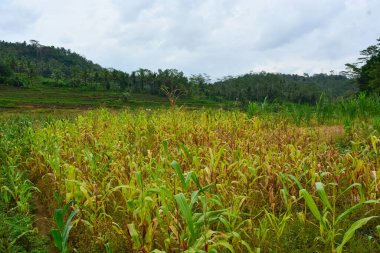 Bir tarlada çiçek, dal ve yapraklardan oluşan mısır ağacı..