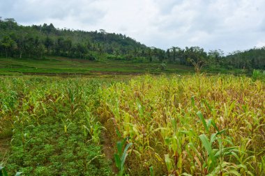 Bir tarlada çiçek, dal ve yapraklardan oluşan mısır ağacı..