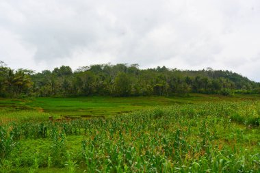 Bir tarlada çiçek, dal ve yapraklardan oluşan mısır ağacı..