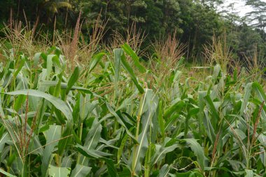 Bir tarlada çiçek, dal ve yapraklardan oluşan mısır ağacı..