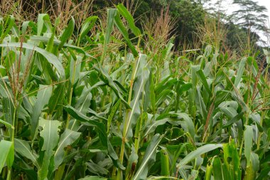 Bir tarlada çiçek, dal ve yapraklardan oluşan mısır ağacı..