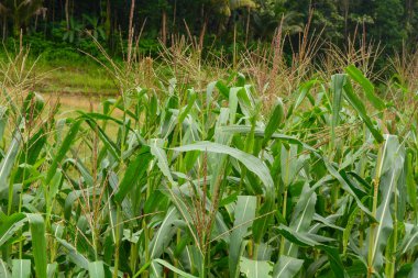 Bir tarlada çiçek, dal ve yapraklardan oluşan mısır ağacı..