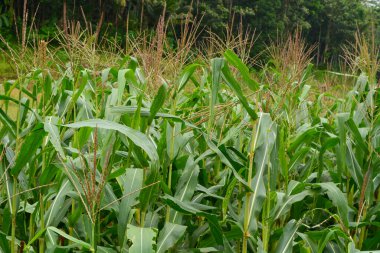 Bir tarlada çiçek, dal ve yapraklardan oluşan mısır ağacı..