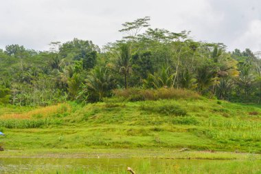 Bir tarlada çiçek, dal ve yapraklardan oluşan mısır ağacı..