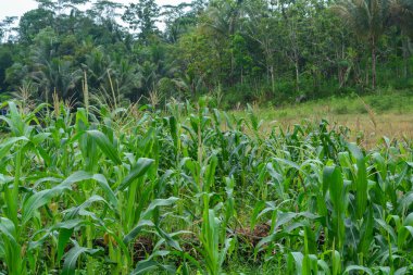 Bir tarlada çiçek, dal ve yapraklardan oluşan mısır ağacı..