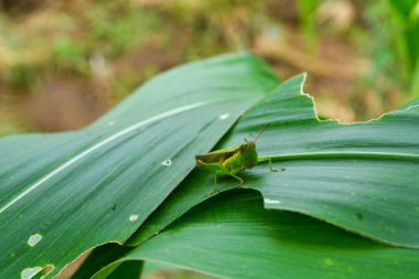 Yaprak sapında iki çekirge.