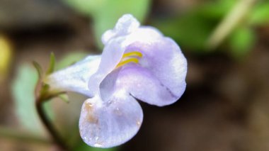 Bitkileri, çiçekleri, yaprakları kapatın. Düz fotoğraf.