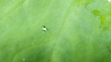 Bitkileri, çiçekleri, yaprakları kapatın. Düz fotoğraf.