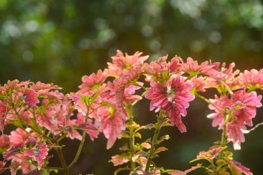 Genellikle evin yakınına ekilen bitkiler çok fazla gübre verilmemesine ya da çiçek açan bitkiler için özel besinler verilmemesine rağmen iyi büyür. Bu bitki verimli olmaya devam ediyor.