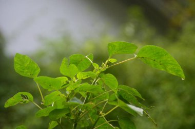 Yeni yağmış bitkiler dallara, yapraklara ve çiçeklere su bırakır. Su sırayla damlıyor ta ki hiçbir şey kalmayana kadar..