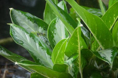 Yeni yağmış bitkiler dallara, yapraklara ve çiçeklere su bırakır. Su sırayla damlıyor ta ki hiçbir şey kalmayana kadar..