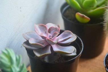 Sulu bitkilerin minyatür bir şekli vardır. Kalın yapraklar çok su içerir. Bu bitki genellikle süs bitkisi olarak kullanılmak üzere küçük saksılara ekilir..