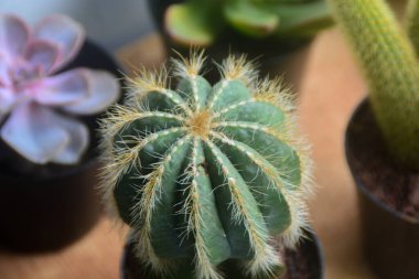 Kaktüs çiçeğinin Macro fotoğrafı (Kaktaceae)