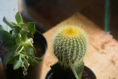 Kaktüs çiçeğinin Macro fotoğrafı (Kaktaceae)