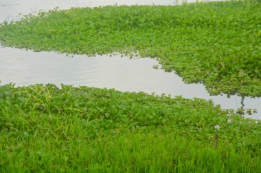 Sebzelerle ekilmiş bir tarla ve biraz da pirinç ekilmiş. Göz alabildiğine geniş, bitkilerin görebildiği kadar. Wonosobo, Endonezya 'da. Kimse yok..