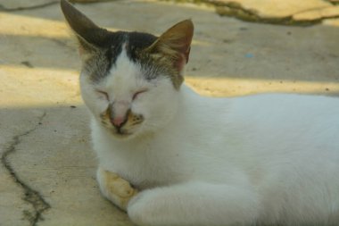 Çalıların arasında saklanan bir kediye yakın bir yere. Kamera tarafından yaklaşılmaktan korkuyor gibi görünüyor. Her ihtimale karşı kameraya doğru bakıyor..