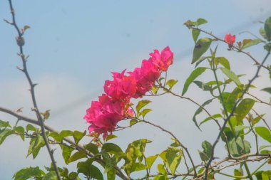 Sebzelerle ekilmiş bir tarla ve biraz da pirinç ekilmiş. Göz alabildiğine geniş, bitkilerin görebildiği kadar. Wonosobo, Endonezya 'da. Kimse yok..