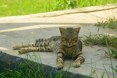 Çalıların arasında saklanan bir kediye yakın bir yere. Kamera tarafından yaklaşılmaktan korkuyor gibi görünüyor. Her ihtimale karşı kameraya doğru bakıyor..