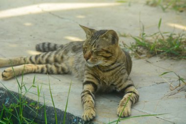 Çalıların arasında saklanan bir kediye yakın bir yere. Kamera tarafından yaklaşılmaktan korkuyor gibi görünüyor. Her ihtimale karşı kameraya doğru bakıyor..