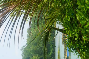 Sebzelerle ekilmiş bir tarla ve biraz da pirinç ekilmiş. Göz alabildiğine geniş, bitkilerin görebildiği kadar. Wonosobo, Endonezya 'da. Kimse yok..