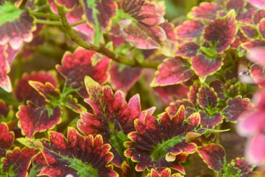 Genellikle evin yakınına ekilen bitkiler çok fazla gübre verilmemesine ya da çiçek açan bitkiler için özel besinler verilmemesine rağmen iyi büyür. Bu bitki verimli olmaya devam ediyor.