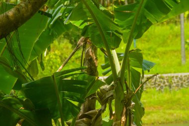 Sahne hindistan cevizi ağacı bir sürü meyve verir ve ağaç uzundur. Endonezya 'da hindistan cevizi ağaçları kolayca yetişir. Böylece kolayca bulabiliriz..