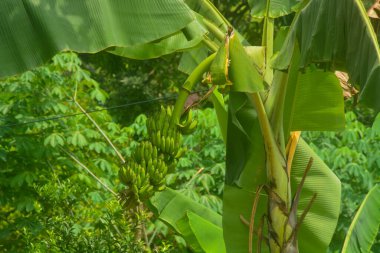 Evin bahçesinde yetişen bir muz ağacının manzarası. Muz ağaçları sadece bir kez meyve verir ve meyve verdikten sonra ölür..