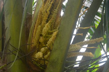 Sahne hindistan cevizi ağacı bir sürü meyve verir ve ağaç uzundur. Endonezya 'da hindistan cevizi ağaçları kolayca yetişir. Böylece kolayca bulabiliriz..