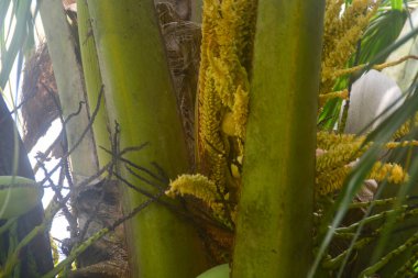 Sahne hindistan cevizi ağacı bir sürü meyve verir ve ağaç uzundur. Endonezya 'da hindistan cevizi ağaçları kolayca yetişir. Böylece kolayca bulabiliriz..
