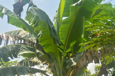 Evin bahçesinde yetişen bir muz ağacının manzarası. Muz ağaçları sadece bir kez meyve verir ve meyve verdikten sonra ölür..