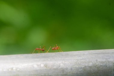 Demirin üzerinde sürünen karıncaların yakın görüntüsü. Bulanık bir geçmişi var. Kimse yok..