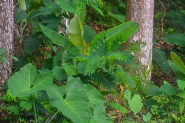 Endonezya Woosobo 'da çiçek yetiştirmeye başlayan evin yakınındaki bitkilerin yakın görüntüsü. Kimse yok..