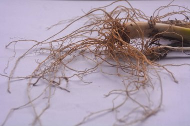 Pırasaların köküne yakından bak, lifli kökleri var. Alınan pırasaların kökleri ve suya batırılıp tekrar ekildiğinde kalan kökler tekrar büyüyebilir ve onları tekrar kullanabiliriz..