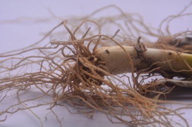 Pırasaların köküne yakından bak, lifli kökleri var. Alınan pırasaların kökleri ve suya batırılıp tekrar ekildiğinde kalan kökler tekrar büyüyebilir ve onları tekrar kullanabiliriz..