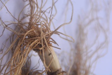 Pırasaların köküne yakından bak, lifli kökleri var. Alınan pırasaların kökleri ve suya batırılıp tekrar ekildiğinde kalan kökler tekrar büyüyebilir ve onları tekrar kullanabiliriz..