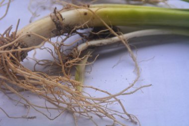 Pırasaların köküne yakından bak, lifli kökleri var. Alınan pırasaların kökleri ve suya batırılıp tekrar ekildiğinde kalan kökler tekrar büyüyebilir ve onları tekrar kullanabiliriz..