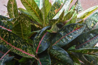 Endonezya Woosobo 'da çiçek yetiştirmeye başlayan evin yakınındaki bitkilerin yakın görüntüsü. Kimse yok..