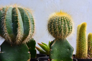 Kaktüs çiçeğinin Macro fotoğrafı (Kaktaceae)