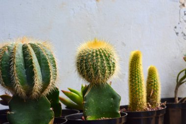 Kaktüs çiçeğinin Macro fotoğrafı (Kaktaceae)