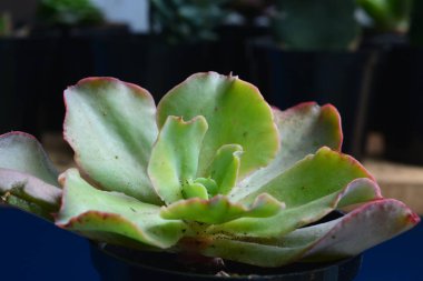 Sulu bitkilerin minyatür bir şekli vardır. Kalın yapraklar çok su içerir. Bu bitki genellikle süs bitkisi olarak kullanılmak üzere küçük saksılara ekilir..