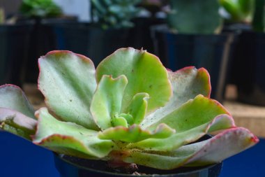 Sulu bitkilerin minyatür bir şekli vardır. Kalın yapraklar çok su içerir. Bu bitki genellikle süs bitkisi olarak kullanılmak üzere küçük saksılara ekilir..