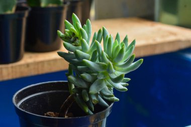 Sulu bitkilerin minyatür bir şekli vardır. Kalın yapraklar çok su içerir. Bu bitki genellikle süs bitkisi olarak kullanılmak üzere küçük saksılara ekilir..