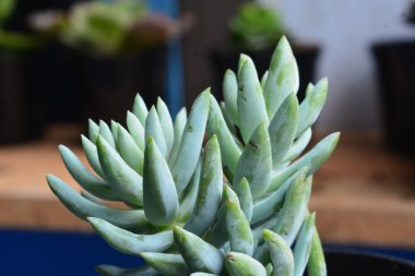 Sulu bitkilerin minyatür bir şekli vardır. Kalın yapraklar çok su içerir. Bu bitki genellikle süs bitkisi olarak kullanılmak üzere küçük saksılara ekilir..