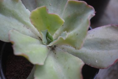 Sulu bitkilerin minyatür bir şekli vardır. Kalın yapraklar çok su içerir. Bu bitki genellikle süs bitkisi olarak kullanılmak üzere küçük saksılara ekilir..