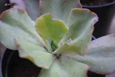 Sulu bitkilerin minyatür bir şekli vardır. Kalın yapraklar çok su içerir. Bu bitki genellikle süs bitkisi olarak kullanılmak üzere küçük saksılara ekilir..