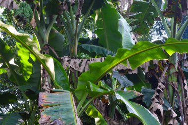 Evin bahçesinde yetişen bir muz ağacının manzarası. Muz ağaçları sadece bir kez meyve verir ve meyve verdikten sonra ölür..